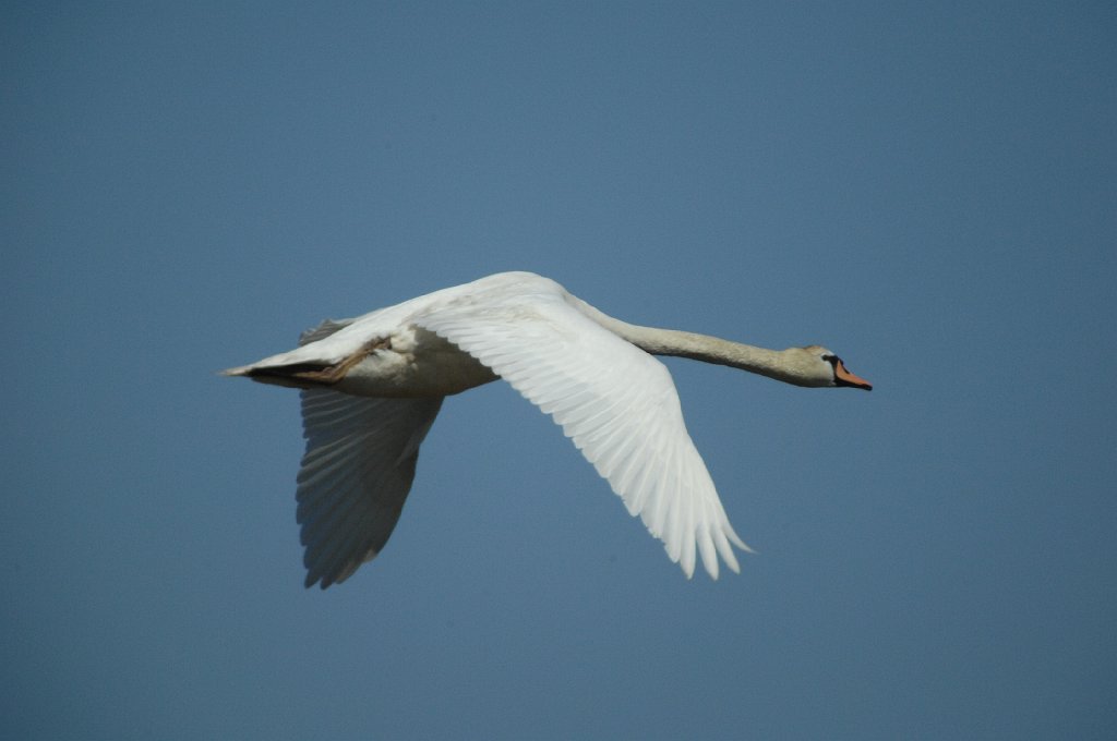 Swan, Mute, 2010-05109798 Cape May Point State Park, NJ.JPG - Mute Swan. Cape May Point State Park, NJ, 5-10-2010